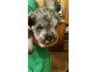 Mutt Puppy for sale in Republic, OH, USA