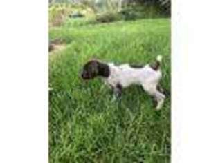German Shorthaired Pointer Puppy for sale in Cambridge, IL, USA
