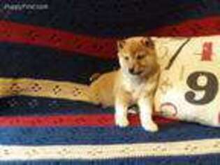 Shiba Inu Puppy for sale in Marshfield, MO, USA