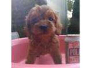 Mutt Puppy for sale in Fort Lee, NJ, USA