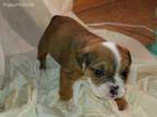 Bulldog Puppy for sale in Isabella, MO, USA