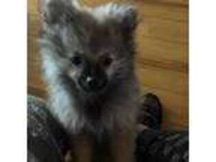 Pomeranian Puppy for sale in Sedro Woolley, WA, USA