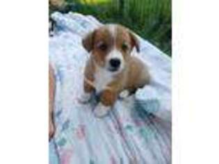 Pembroke Welsh Corgi Puppy for sale in Kahoka, MO, USA