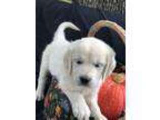 Mutt Puppy for sale in Morris, OK, USA