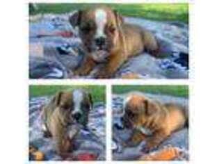Bulldog Puppy for sale in Weatherford, OK, USA