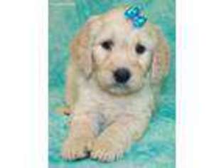 Goldendoodle Puppy for sale in Camdenton, MO, USA