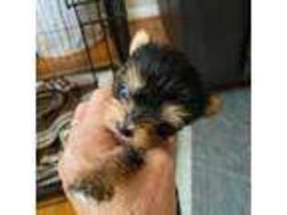 Yorkshire Terrier Puppy for sale in Charlotte, NC, USA