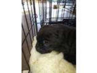 Cane Corso Puppy for sale in Conyers, GA, USA