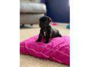 Pug Puppy for sale in Newark, OH, USA