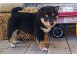 Shiba Inu Puppy for sale in Bloomington, IN, USA