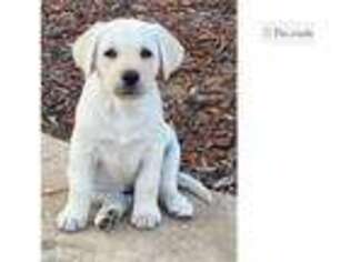 Labrador Retriever Puppy for sale in Manhattan, KS, USA