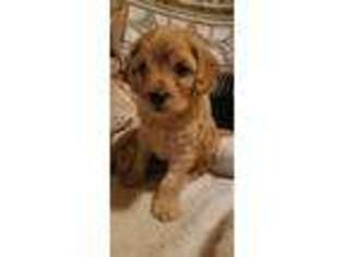 Cavapoo Puppy for sale in Niceville, FL, USA
