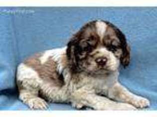 Cocker Spaniel Puppy for sale in Mabank, TX, USA