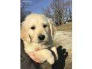 Golden Retriever Puppy for sale in Garden City, MO, USA