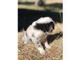 Miniature Australian Shepherd Puppy for sale in Eagle Lake, TX, USA