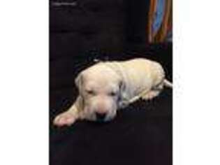 Dogo Argentino Puppy for sale in Canon City, CO, USA