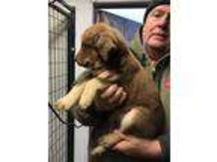 Chesapeake Bay Retriever Puppy for sale in Montrose, SD, USA