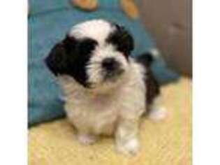 Mutt Puppy for sale in Terrebonne, OR, USA
