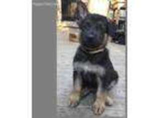 German Shepherd Dog Puppy for sale in Andover, MA, USA