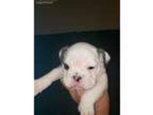 Bulldog Puppy for sale in Aurora, CO, USA