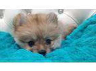Pomeranian Puppy for sale in Atlanta, TX, USA