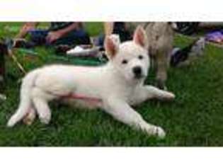 Akita Puppy for sale in Fort Lupton, CO, USA