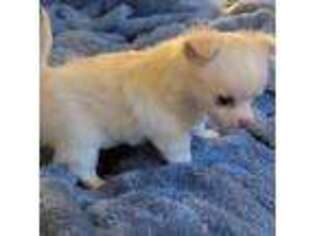 Chihuahua Puppy for sale in Amesbury, MA, USA