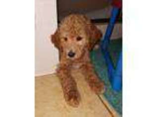 Mutt Puppy for sale in Jenks, OK, USA