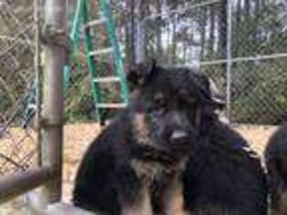 German Shepherd Dog Puppy for sale in Cottageville, SC, USA