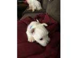 West Highland White Terrier Puppy for sale in Upper Darby, PA, USA