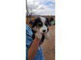 Pembroke Welsh Corgi Puppy for sale in Duncan, AZ, USA