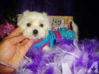 Maltese Puppy for sale in IRVING, TX, USA