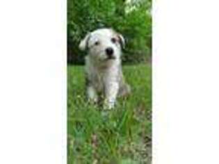 Border Collie Puppy for sale in Nolensville, TN, USA