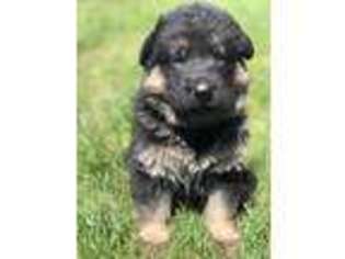 German Shepherd Dog Puppy for sale in Rogers City, MI, USA