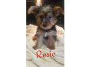 Yorkshire Terrier Puppy for sale in North Brunswick, NJ, USA