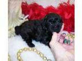 Mutt Puppy for sale in Silver Creek, MS, USA