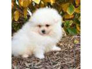 Pomeranian Puppy for sale in Chicago, IL, USA