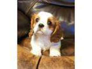 Cavalier King Charles Spaniel Puppy for sale in Copan, OK, USA