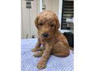 Goldendoodle Puppy for sale in Orangevale, CA, USA