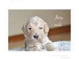 Mutt Puppy for sale in Kennedy, MN, USA