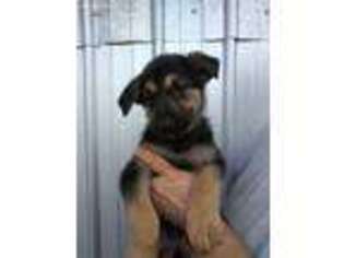 German Shepherd Dog Puppy for sale in Glen Saint Mary, FL, USA