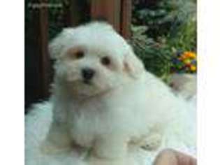 Maltese Puppy for sale in Danville, PA, USA