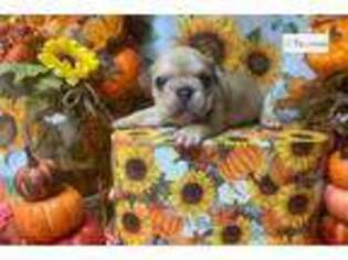 French Bulldog Puppy for sale in Jonesboro, AR, USA