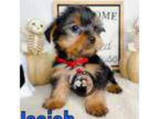 Yorkshire Terrier Puppy for sale in Goldsboro, NC, USA