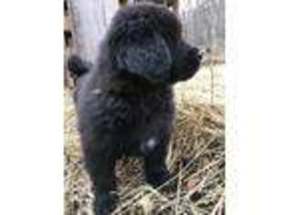 Tibetan Mastiff Puppy for sale in Meadows Of Dan, VA, USA