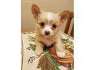 Chihuahua Puppy for sale in Lafayette, NJ, USA