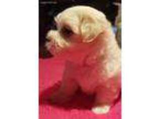 Maltese Puppy for sale in Fort Lauderdale, FL, USA