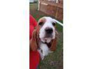 Basset Hound Puppy for sale in Newville, AL, USA