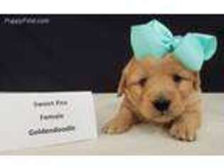 Goldendoodle Puppy for sale in Milford, MI, USA