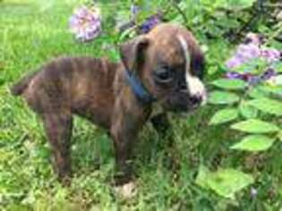 Boxer Puppy for sale in Grandview, TX, USA